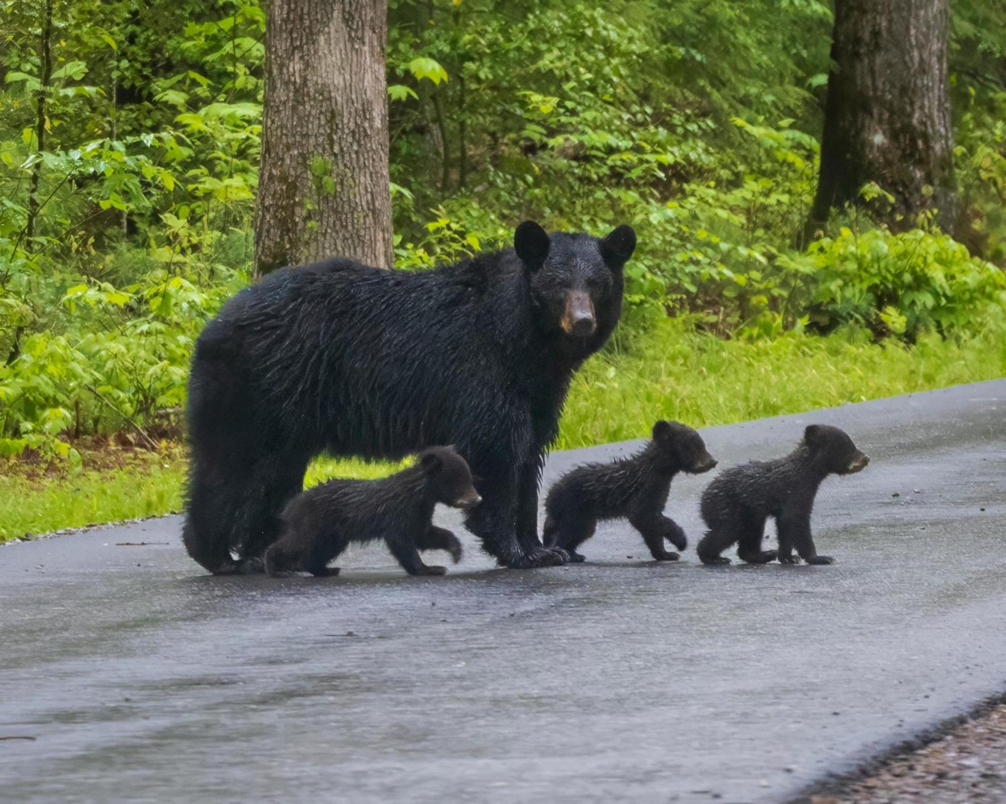 Time To Cuddle, Wifi, Near Pigeon Forge, 1089 Free Tickets Each Paid Day, Dollywood And More Bagian luar foto