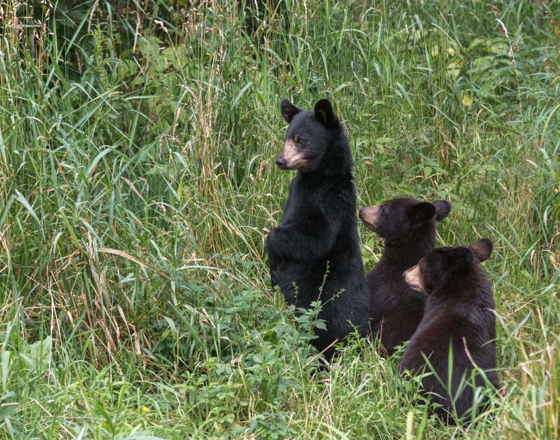 Time To Cuddle, Wifi, Near Pigeon Forge, 1089 Free Tickets Each Paid Day, Dollywood And More Bagian luar foto